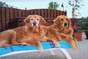 Honee and Goldi, the Lowell's golden retrievers. The Lowells became friends of the college in 2003, when they brought Goldi to MU for cancer treatment.